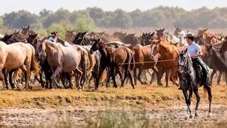 El conflicto por los caballos de Doñana llega a la Comisión Ganadera tras el ultimátum de Hinojos a los yegüerizos de Almonte