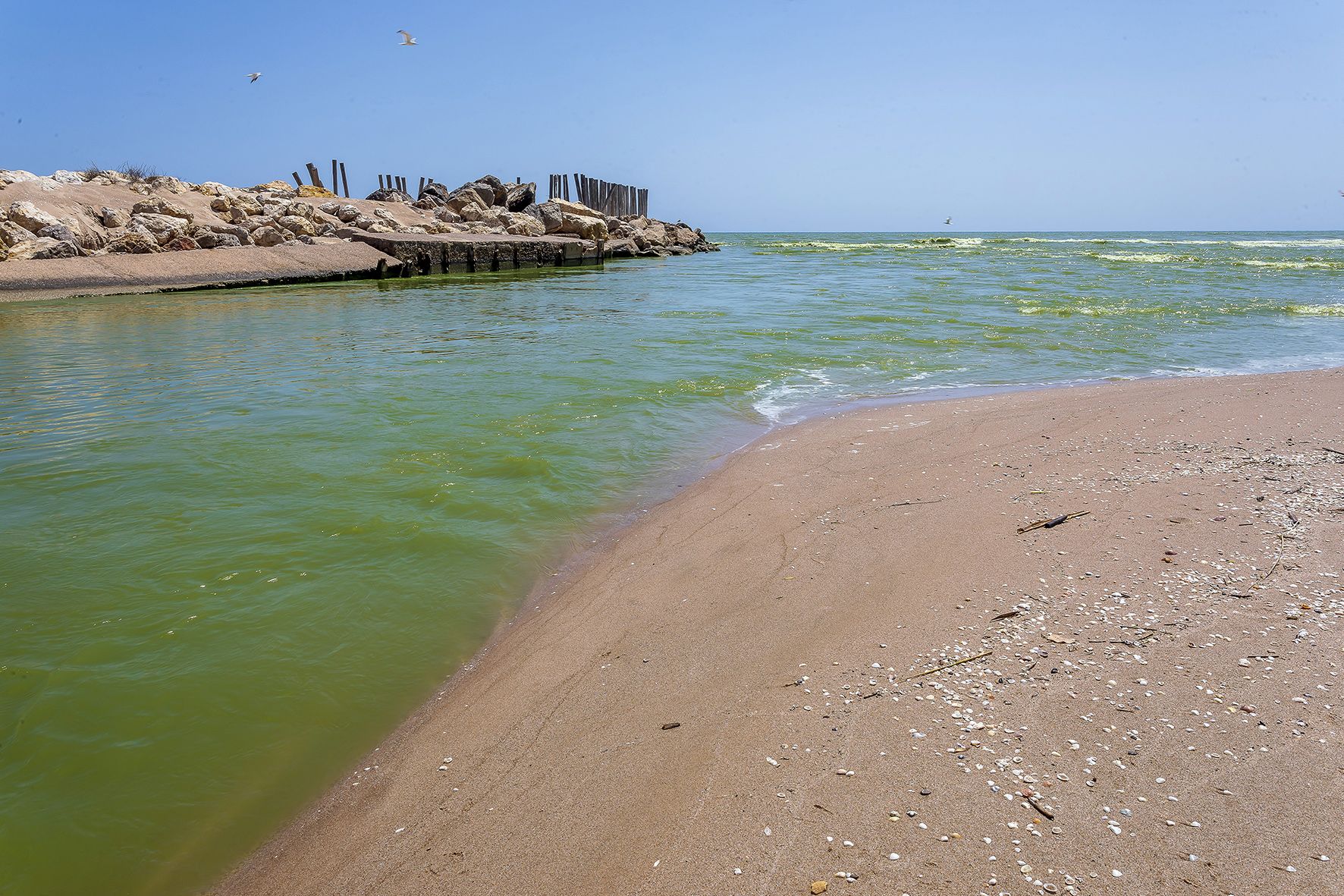 Vertido de agua verde en la playa del Perellonet