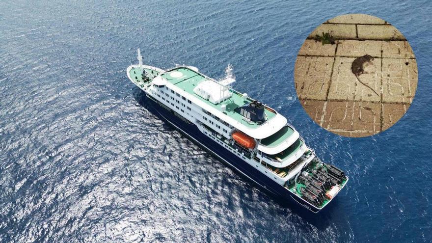 Qué es el hantavirus: síntomas, contagio y riesgos del virus detectado en el crucero que llegará a Canarias