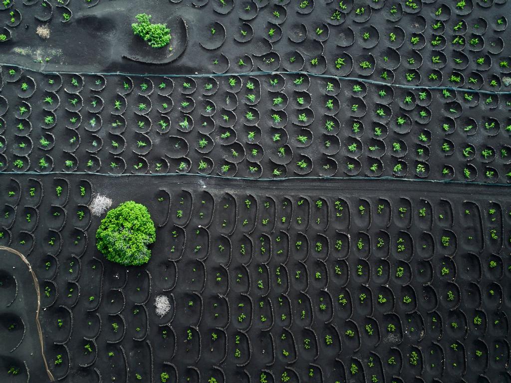 Viñedos La Geria a vista de pájaro