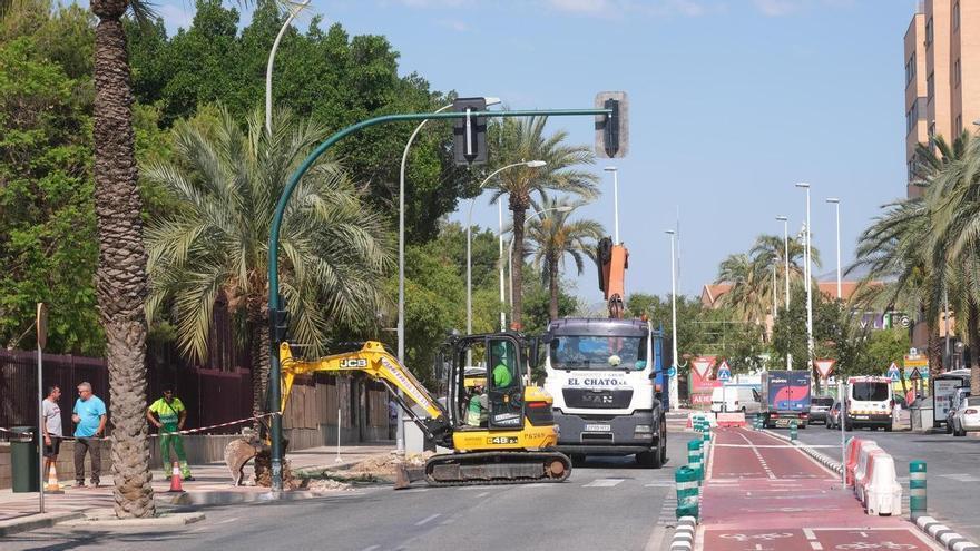 Plàtans contra palmeres: un error climàtic i patrimonial