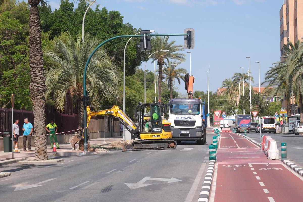L’eliminació de palmeres al carrer Pere Joan Perpinyà en juny de 2024.