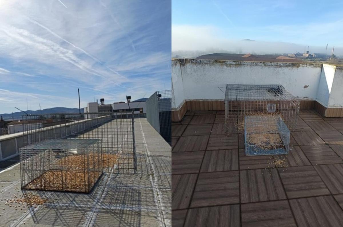 Varias jaulas para palomas instaladas por el Ayuntamiento en Peñarroya-Pueblonuevo.