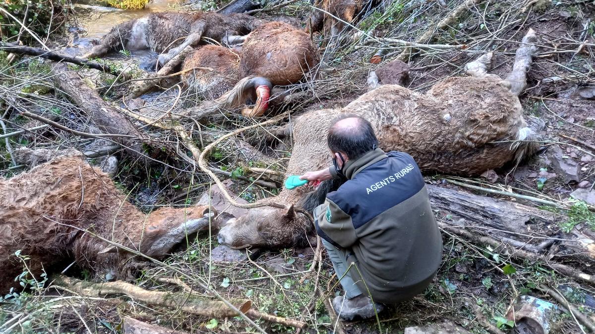 Un agent rural al costat d&#039;un dels cavalls morts per un atac de gossos salvatges a Escòs, al Pallars Sobirà