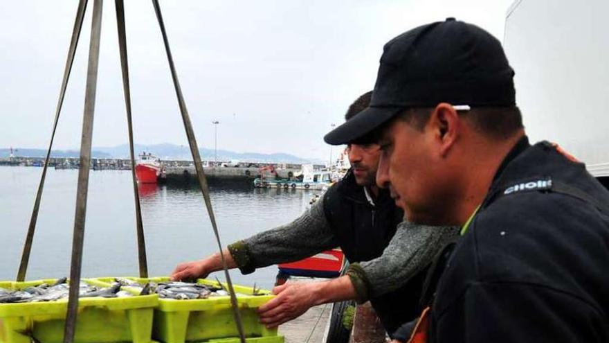 Marineros de cerco descargan la pesca en un puerto gallego. // I. Abella
