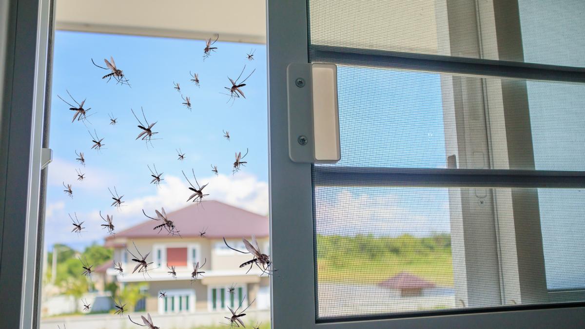 mosquiteos ventana