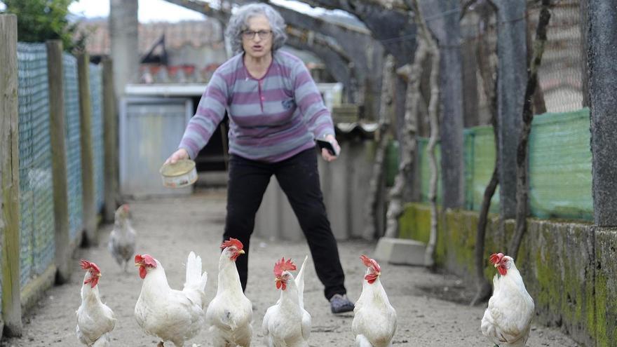 Con el gallinero alborotado: “Tanto papeleo para cuatro gallinas”