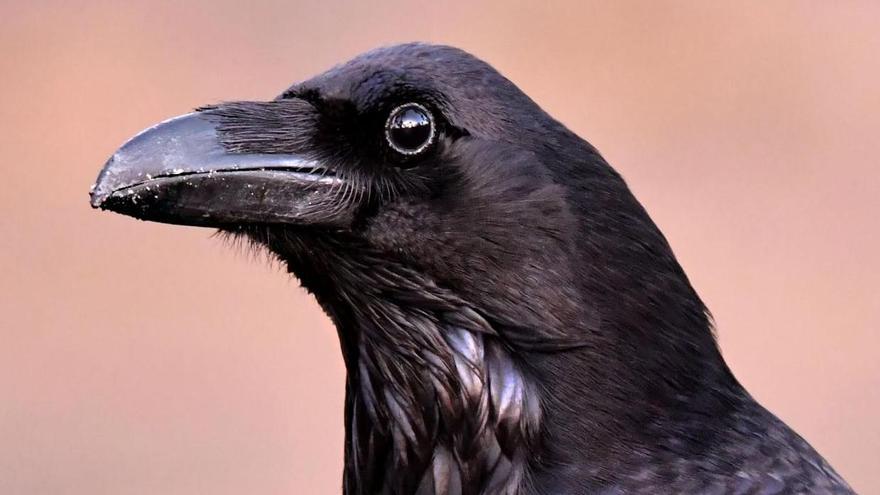 Per què i com els corbs han colonitzat el món?
