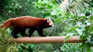 Llega al Zoo de Barcelona 'Diki': una hembra de panda rojo, en peligro de extinción