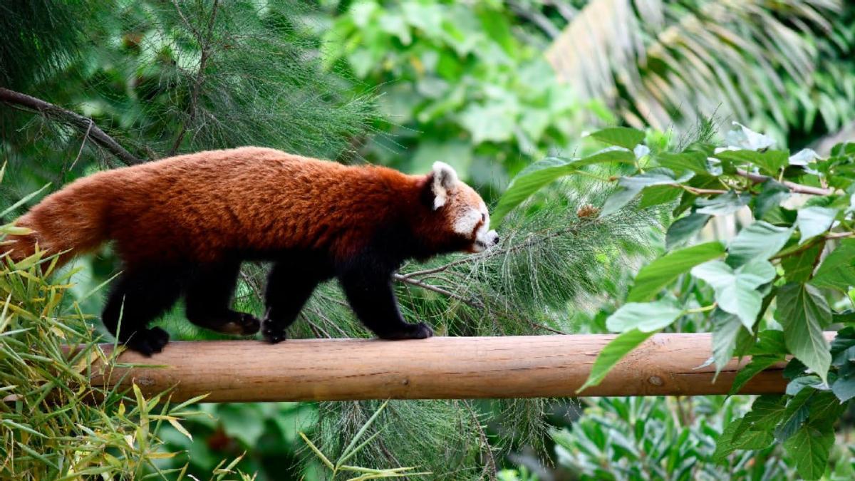 Llega al Zoo de Barcelona una hembra de panda rojo