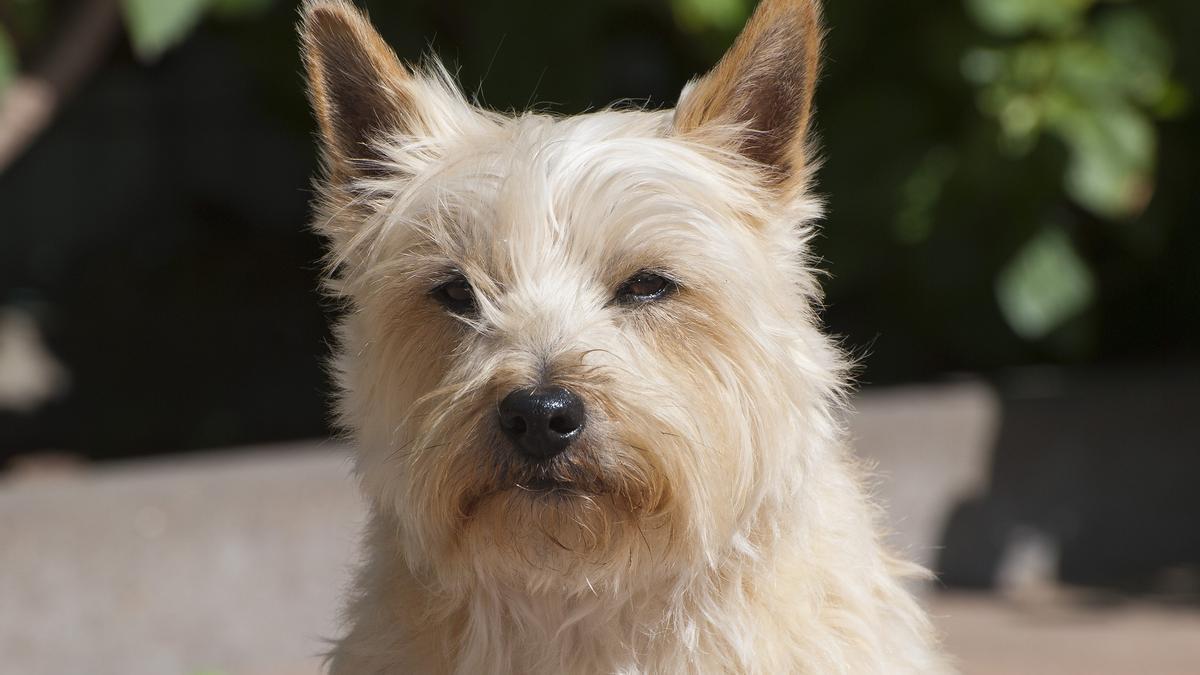 El Cairn Terrier es una de las razas de perros más valientes.