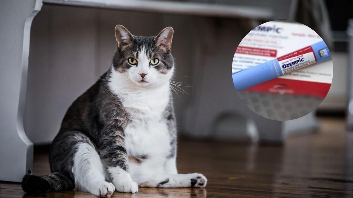 Algunas farmacéuticas ya desarrollan medicamentos como Ozempic para hacer adelgazar a nuestras mascotas.