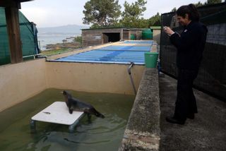 Un gran hospital para focas y tortugas