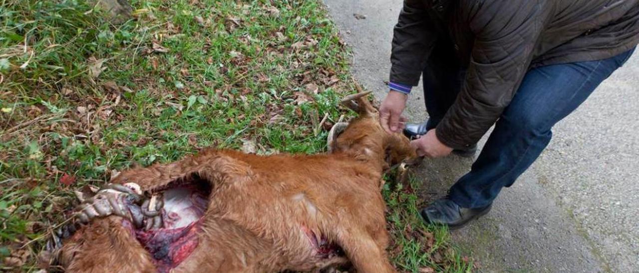 José Luis Menéndez recoge una cabra muerta por los lobos en Les Llanes, en Caso, el pasado diciembre.