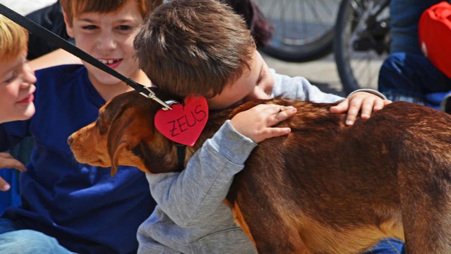 La 7ª edición del desfile de perros abandonados de AUPA-Bioparc Valencia, este domingo