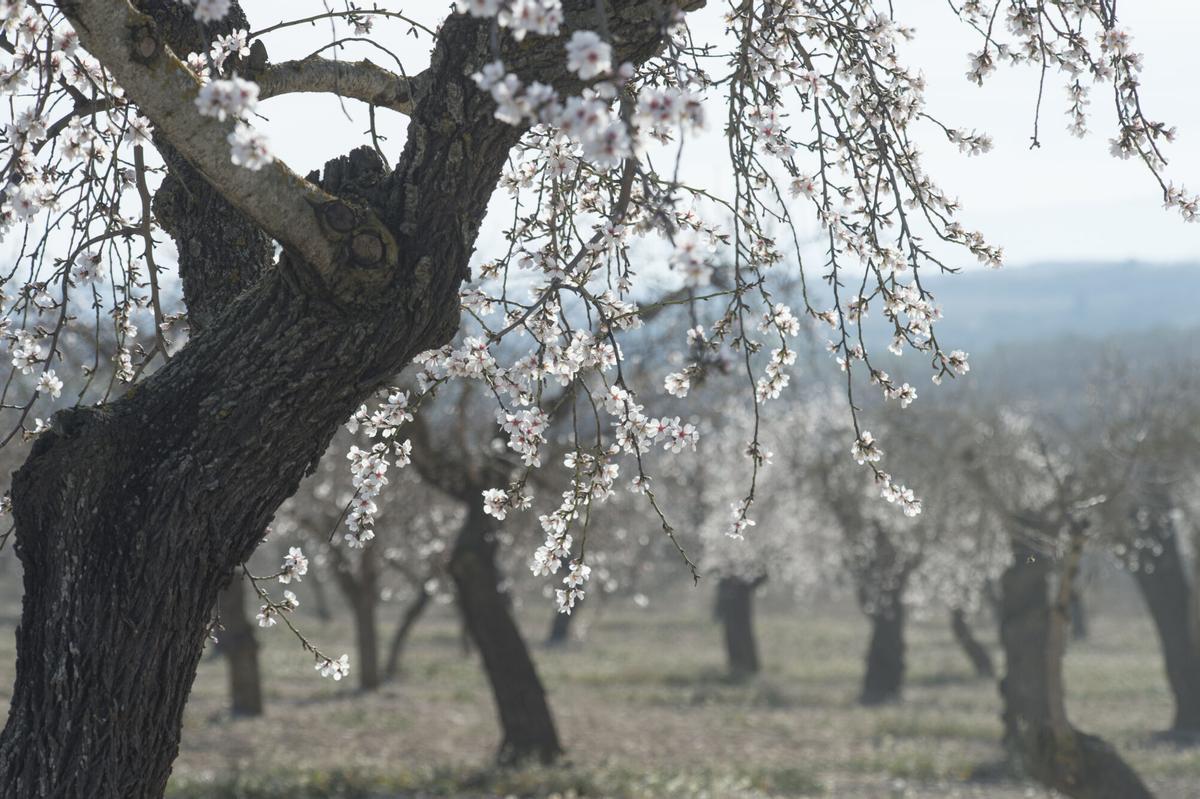 Cerezos en flor en Catalunya.