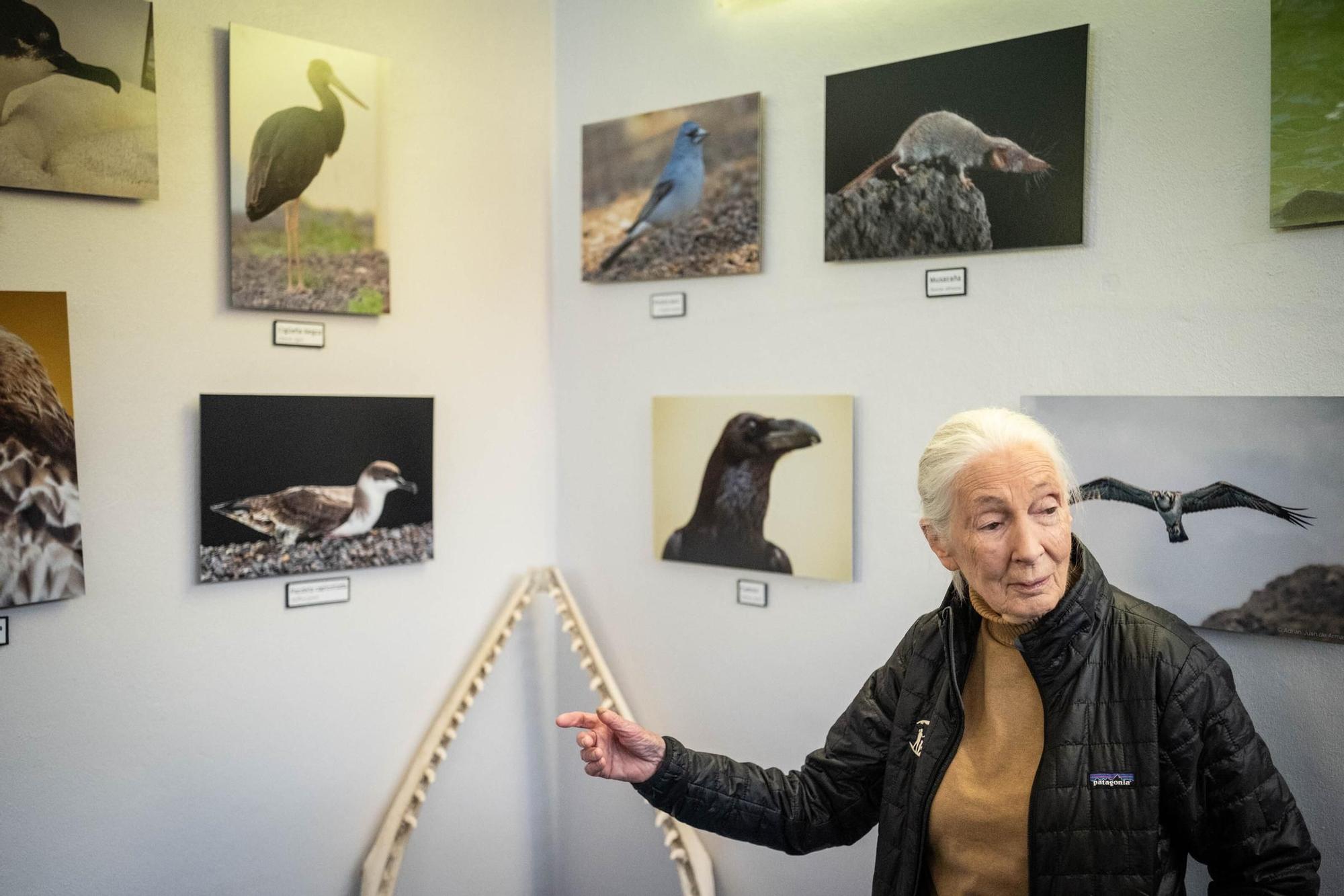 Jane Goodall visita distintos lugares en Tenerife