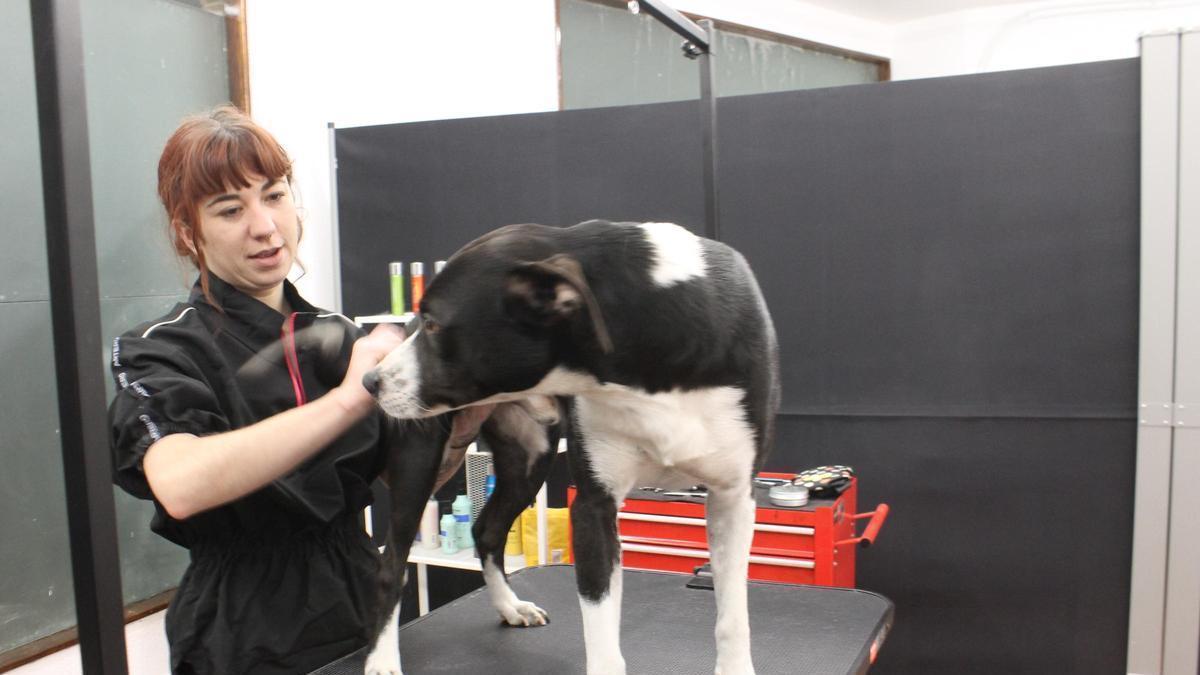 La nueva peluquería canina de Grado, en imágenes