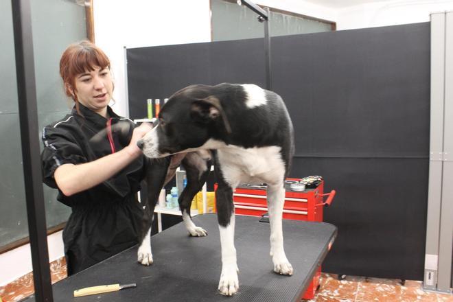 La nueva peluquería canina de Grado, en imágenes