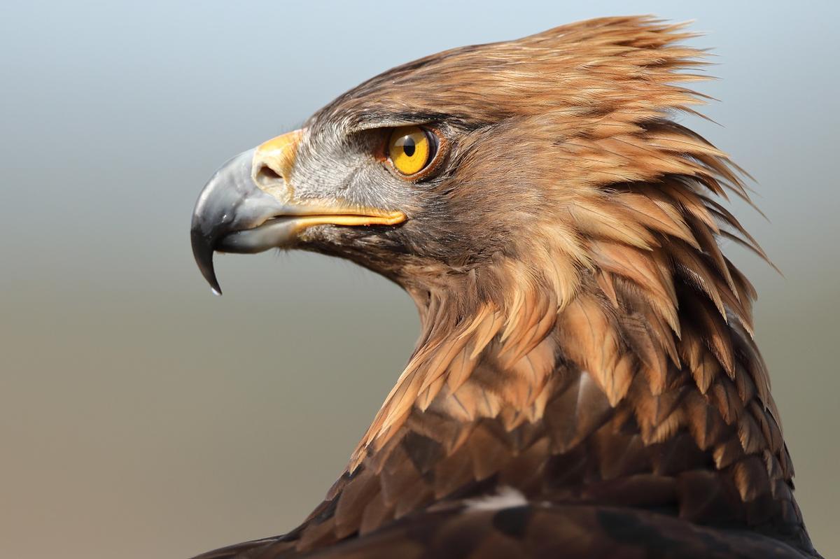 Águila imperial, en fase de recuperación