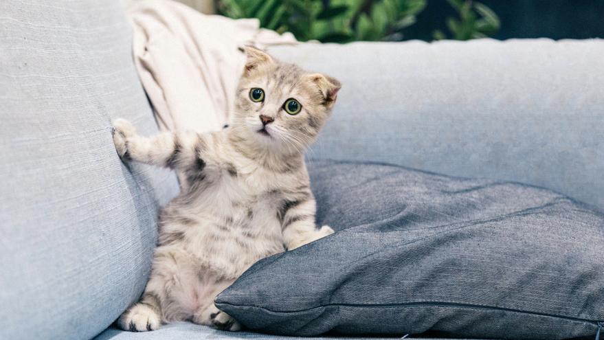 ¿Por qué mi gato se queda mirando la pared?