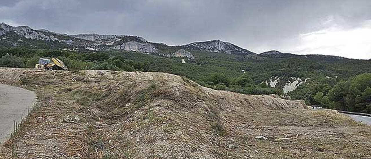 Un juez pide para Alicante las mismas medidas de Baleares contra la Xylella