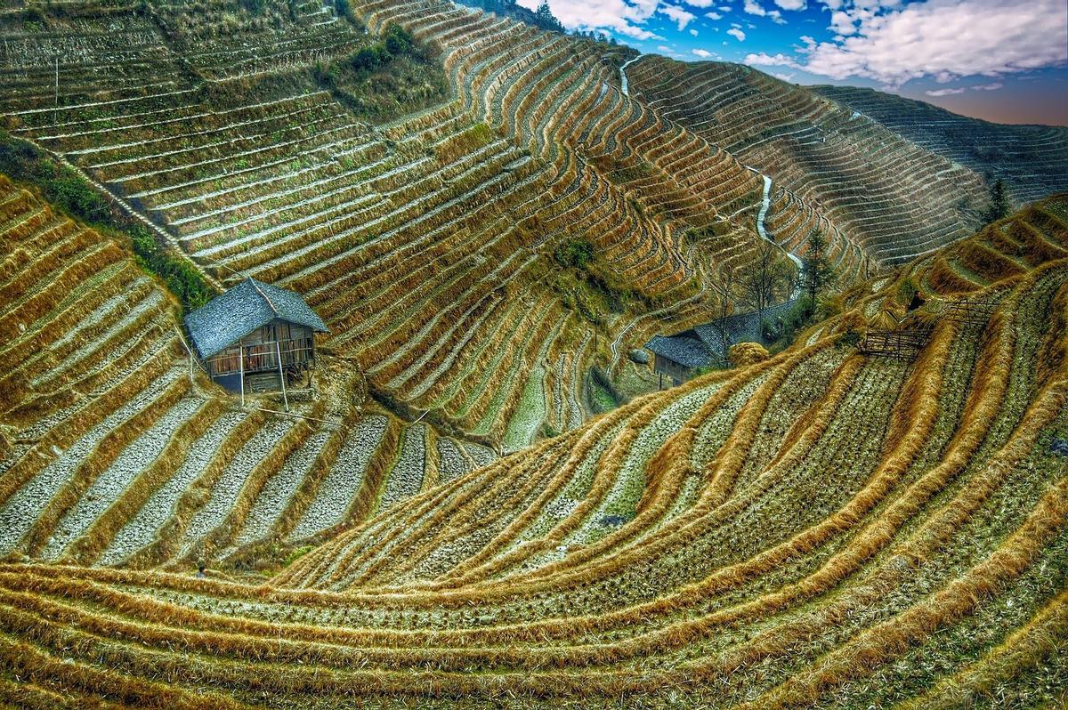 Campo de arroz en Asia