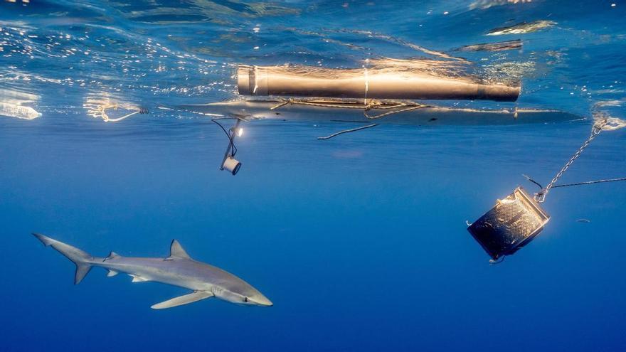 Mallorca acoge la tercera edición de Cine Consciente, ciclo de documentales y charlas sobre tiburones, la foca monje, humedales y regeneración de suelos