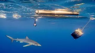 Mallorca acoge la tercera edición de Cine Consciente, ciclo de documentales y charlas sobre tiburones, la foca monje, humedales y regeneración de suelos