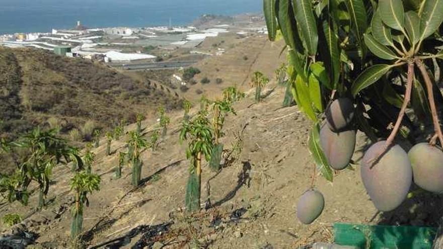 Una de las cada vez más numerosas fincas del litoral de la comarca de la Axarquía que están dedicadas al cultivo intensivo de mangos.