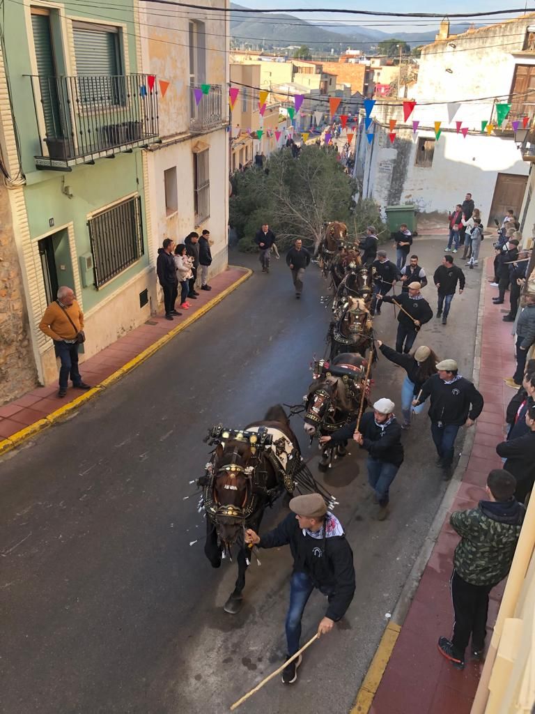 Les millors imatges de l'entrada del Pi de les Quintes i els Quintos a Santa Magdalena