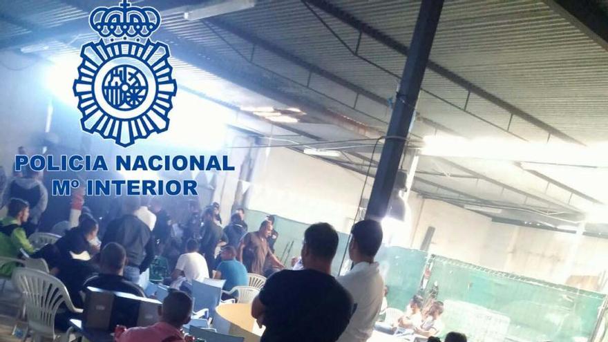 Detenidos cuatro individuos por organizar campeonatos de peleas de gallos