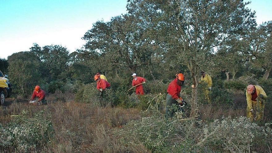 La Junta destina 5,3 millones a tratamientos silvícolas para prevenir incendios en Zamora