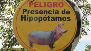 Los hipopótamos de Pablo Escobar podrían ser sacrificados