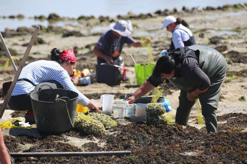 Intensa actividad en la ría