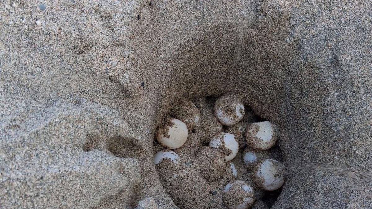 El niu de tortuga careta localitzat a l'Estartit.