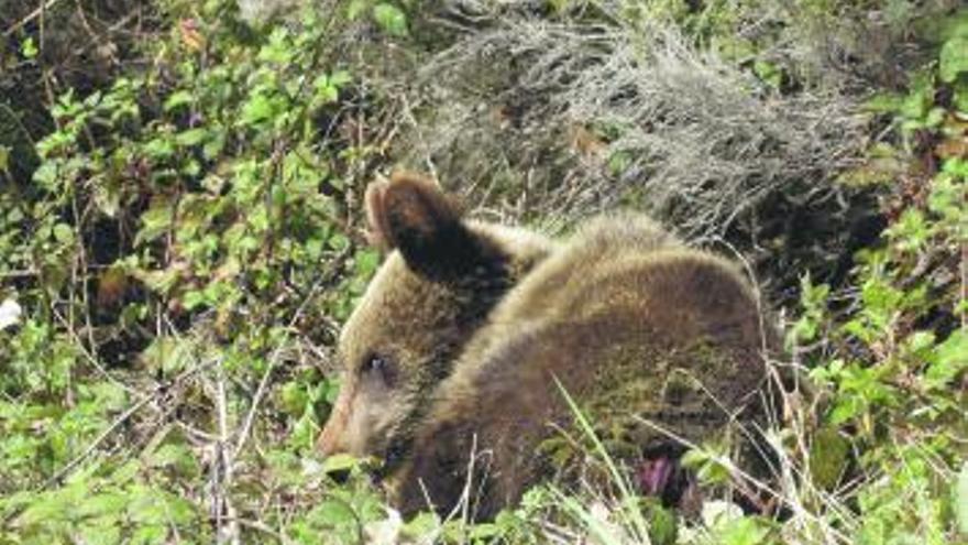 «Lara», en el punto del bosque en el que fue localizada con la herida en su parte trasera. A la derecha, el traslado del animal. / consejería de medio ambiente / pepe rodríguez