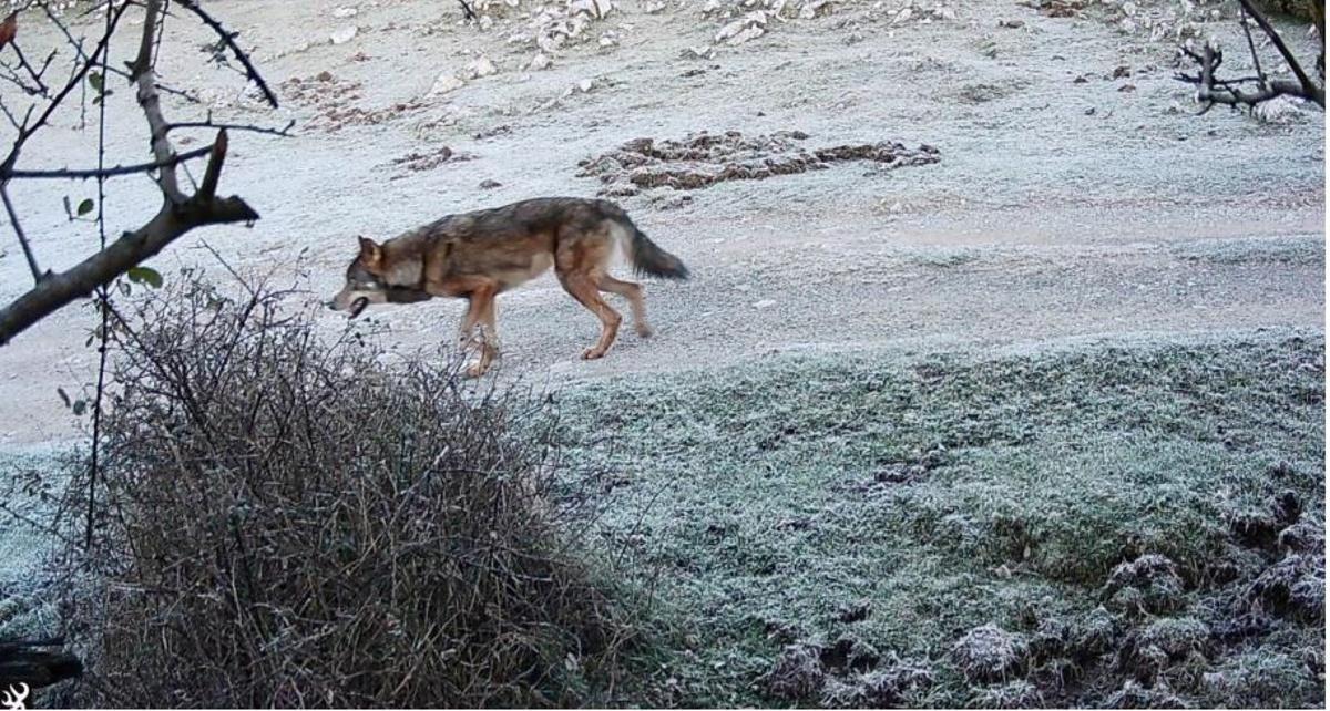 Un lobo, desplazándose por una zona de paso habitual de la sierra del Sueve