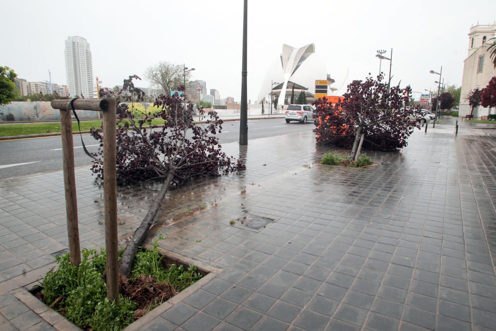 Árboles caídos en Monteolivete junto al Palau de les Arts.