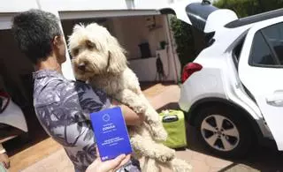 Viajar con mascota también exige tener todos los papeles en regla: los consejos de los expertos en Córdoba