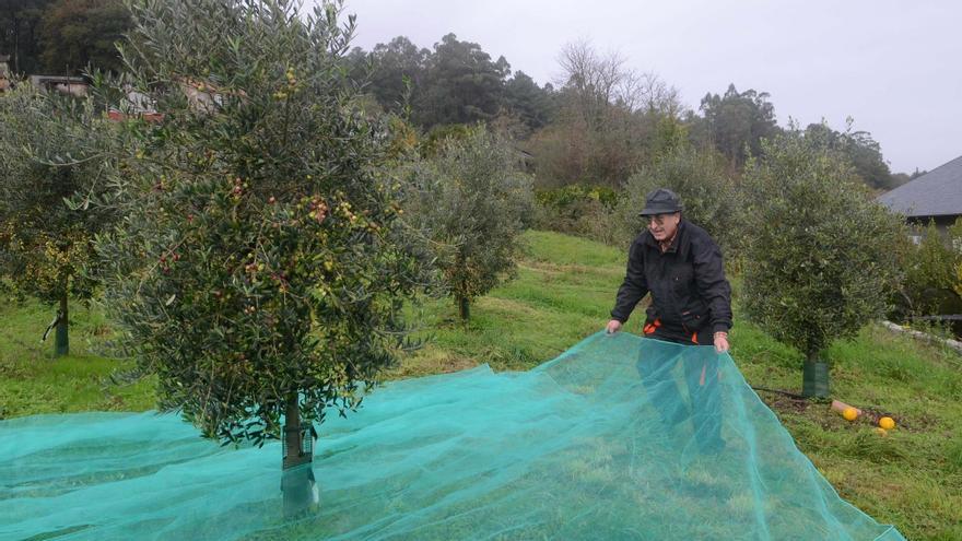 El aceite busca su sitio en Galicia con olivares como el de Valga