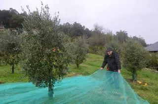 El aceite busca su sitio en Galicia con olivares como el de Valga