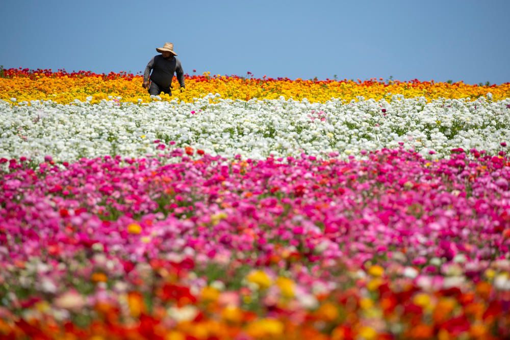 A worker picks ranunculus flowers at the Flower ...