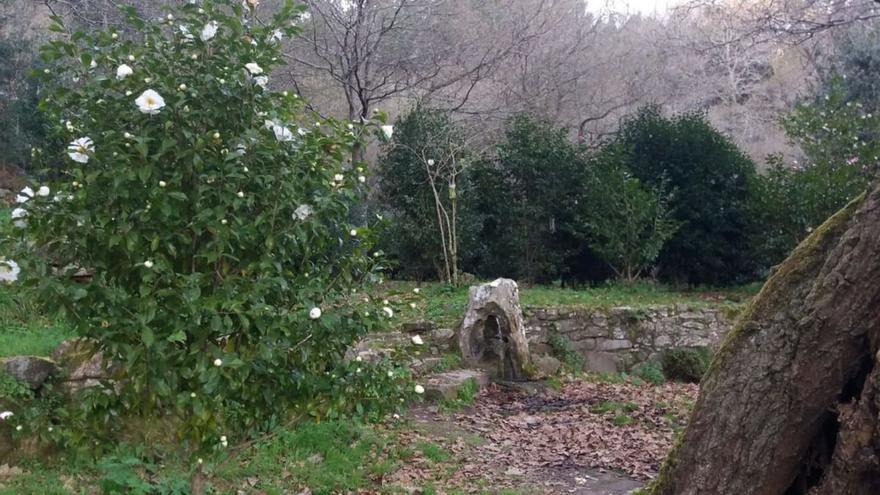 Las camelias de Domaio se exhibirán sobre la hierba del paseo - Faro de Vigo