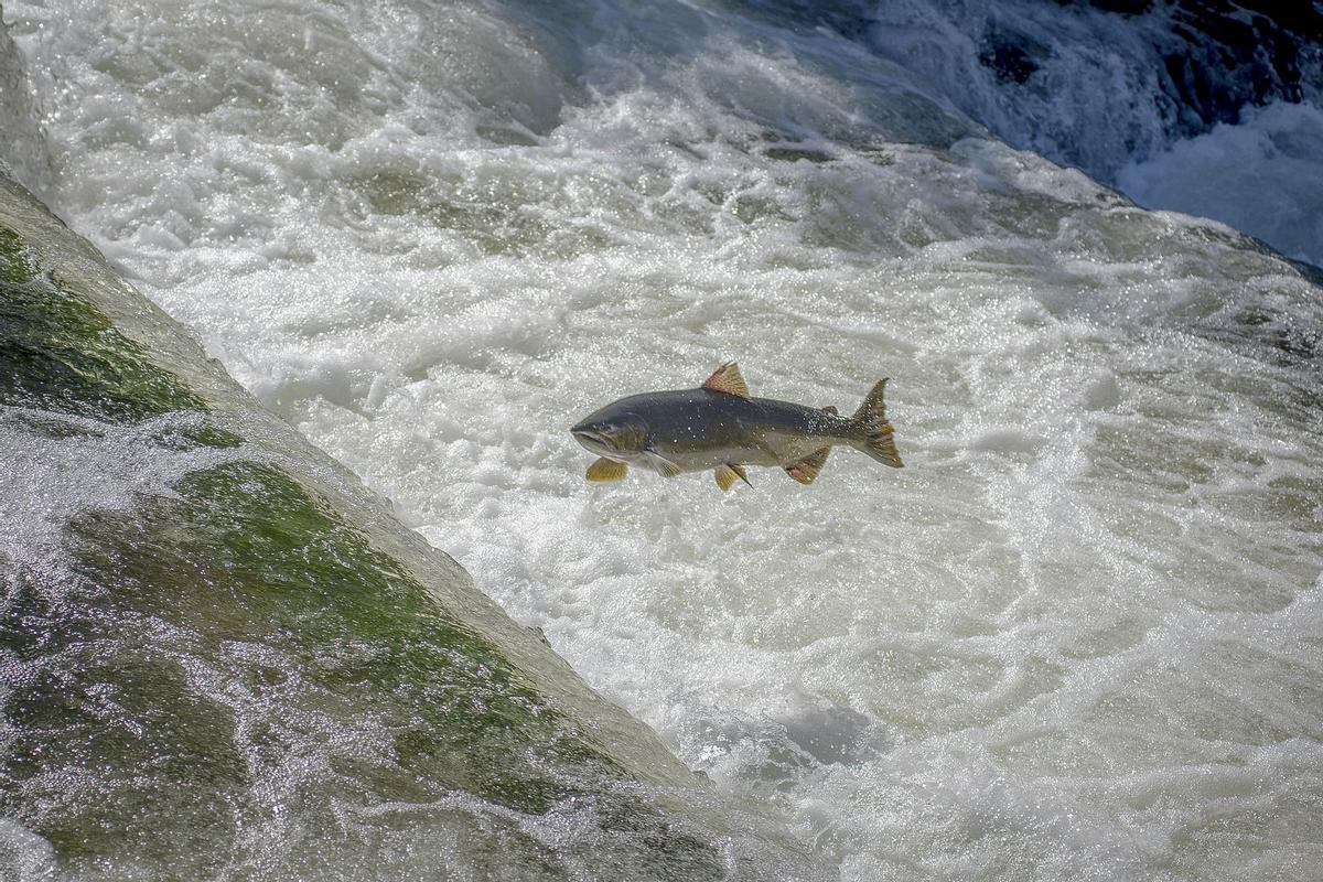 Salmón en un río