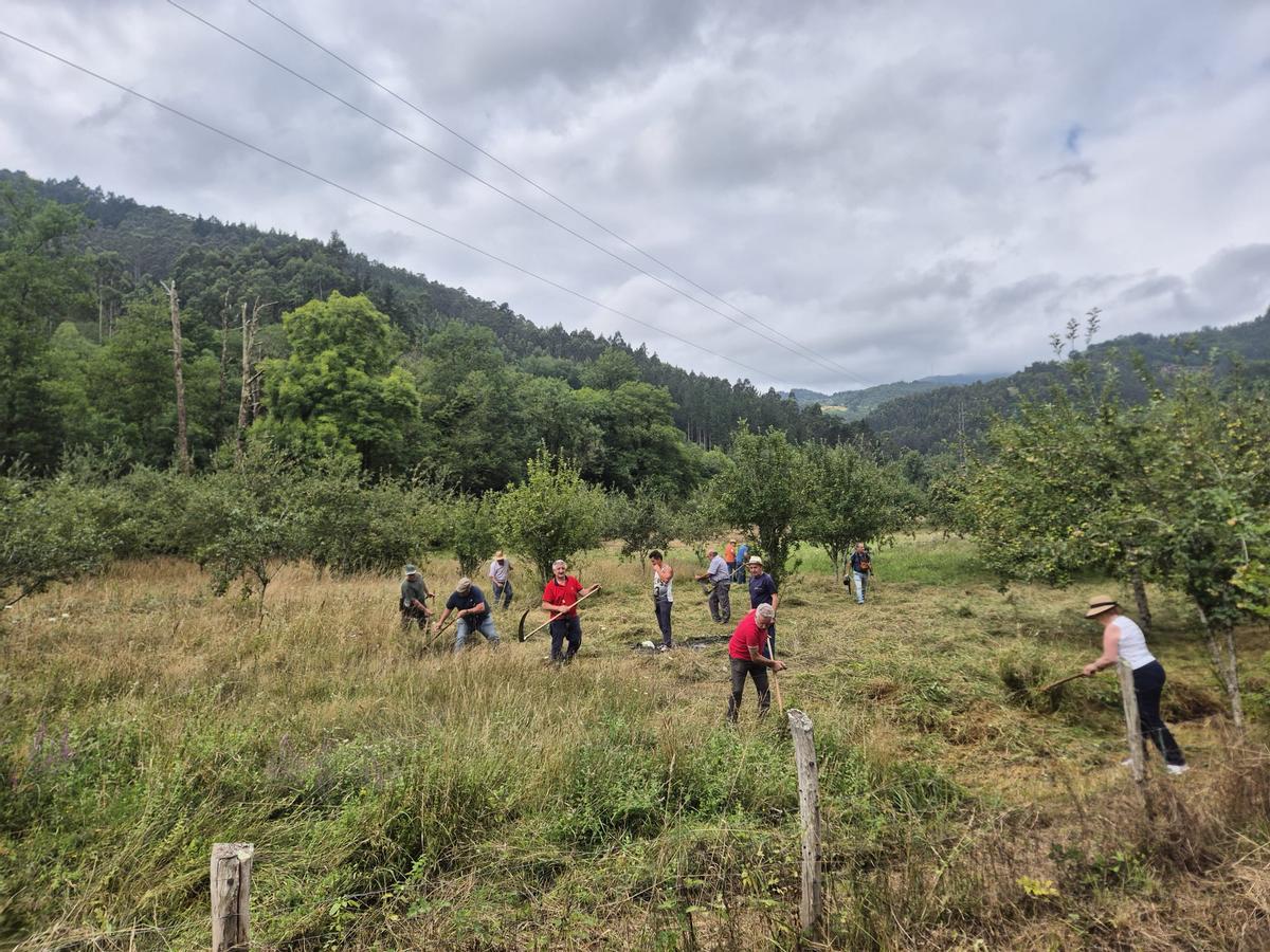 Segadores en una finca de La Barraca segando a gadaña.