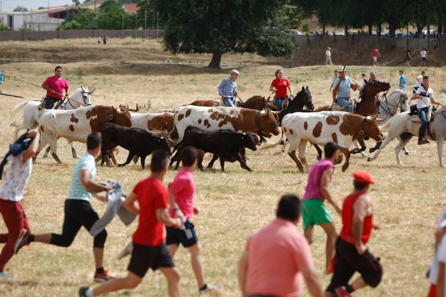 Fiestas en Zamora: Espante de vacas en Fuentesaúco