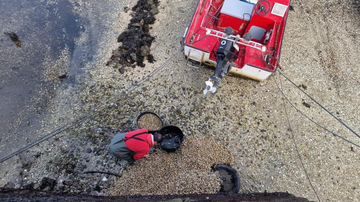 Bivalvo muerto amontonado en Carril, ayer.