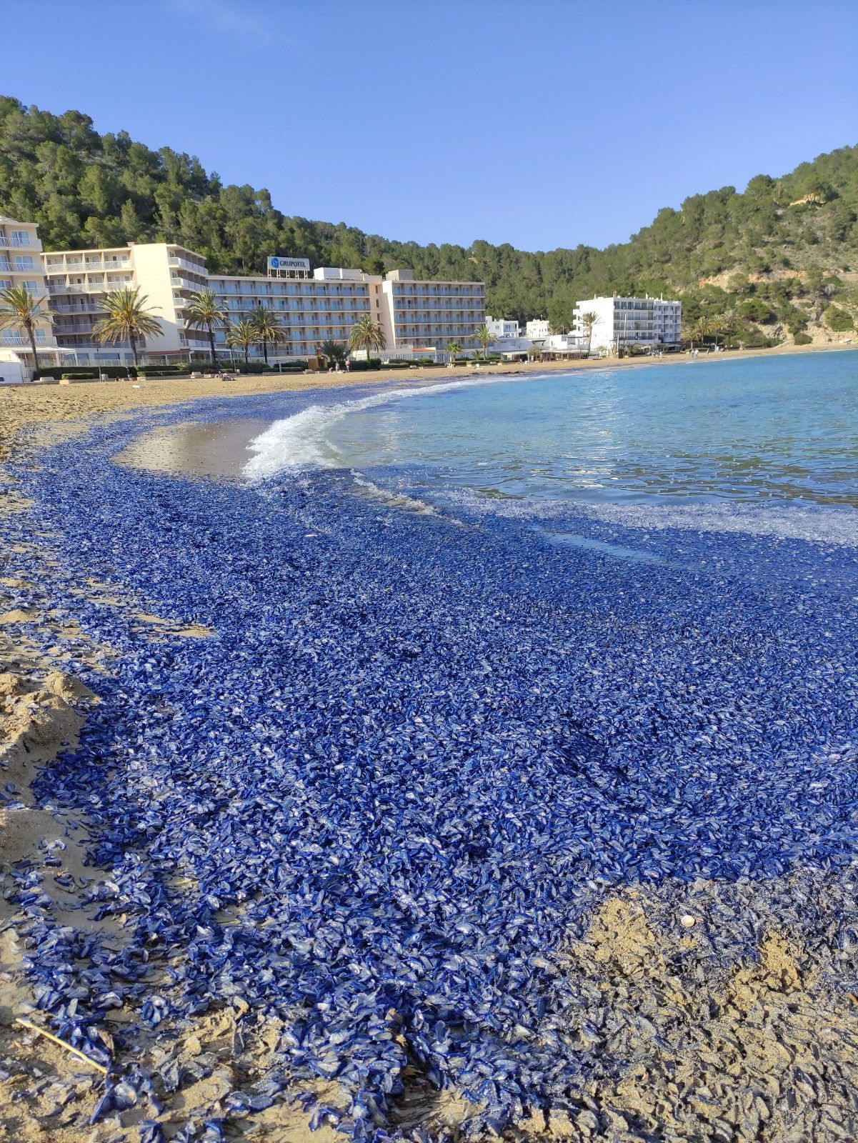 Aparecen cientos de miles de medusas en una playa de Ibiza