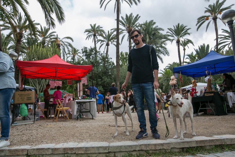 Feria de la adopción de mascotas en Elche